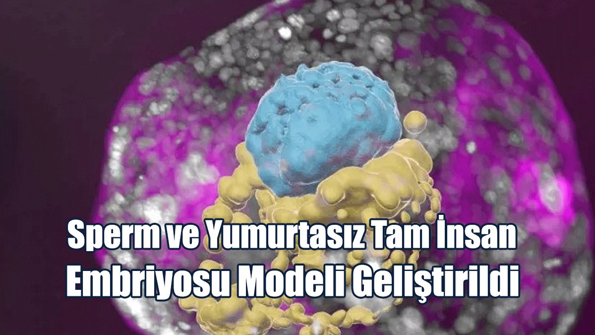 Sperm ve Yumurtasız Tam İnsan Embriyosu Modeli Geliştirildi