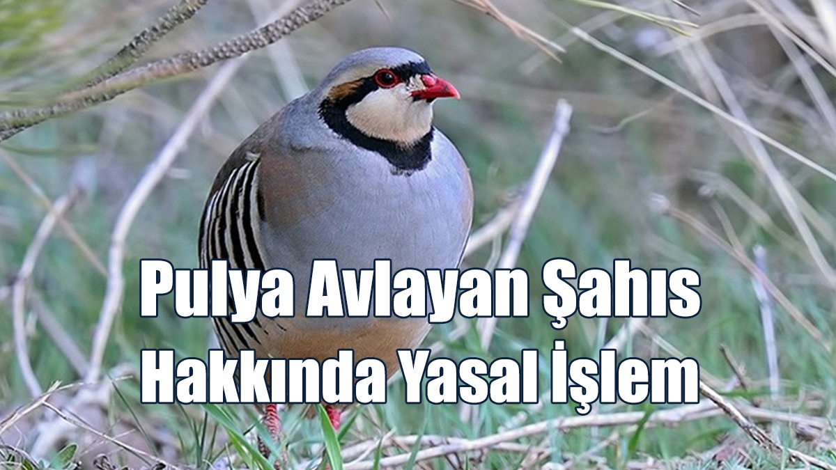 Pulya Avlayan Şahıs Hakkında Yasal İşlem