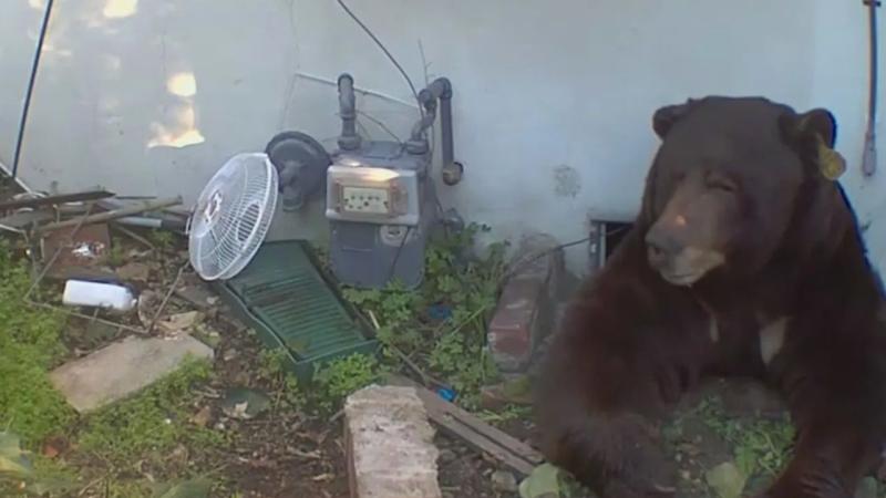 California bir adamın evinin altından 200 kiloluk ayı çıktı