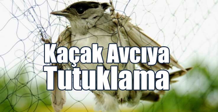 Kaçak Avcıya Tutuklama