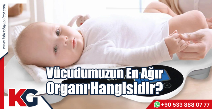 Vücudumuzun En Ağır Organı Hangisidir?