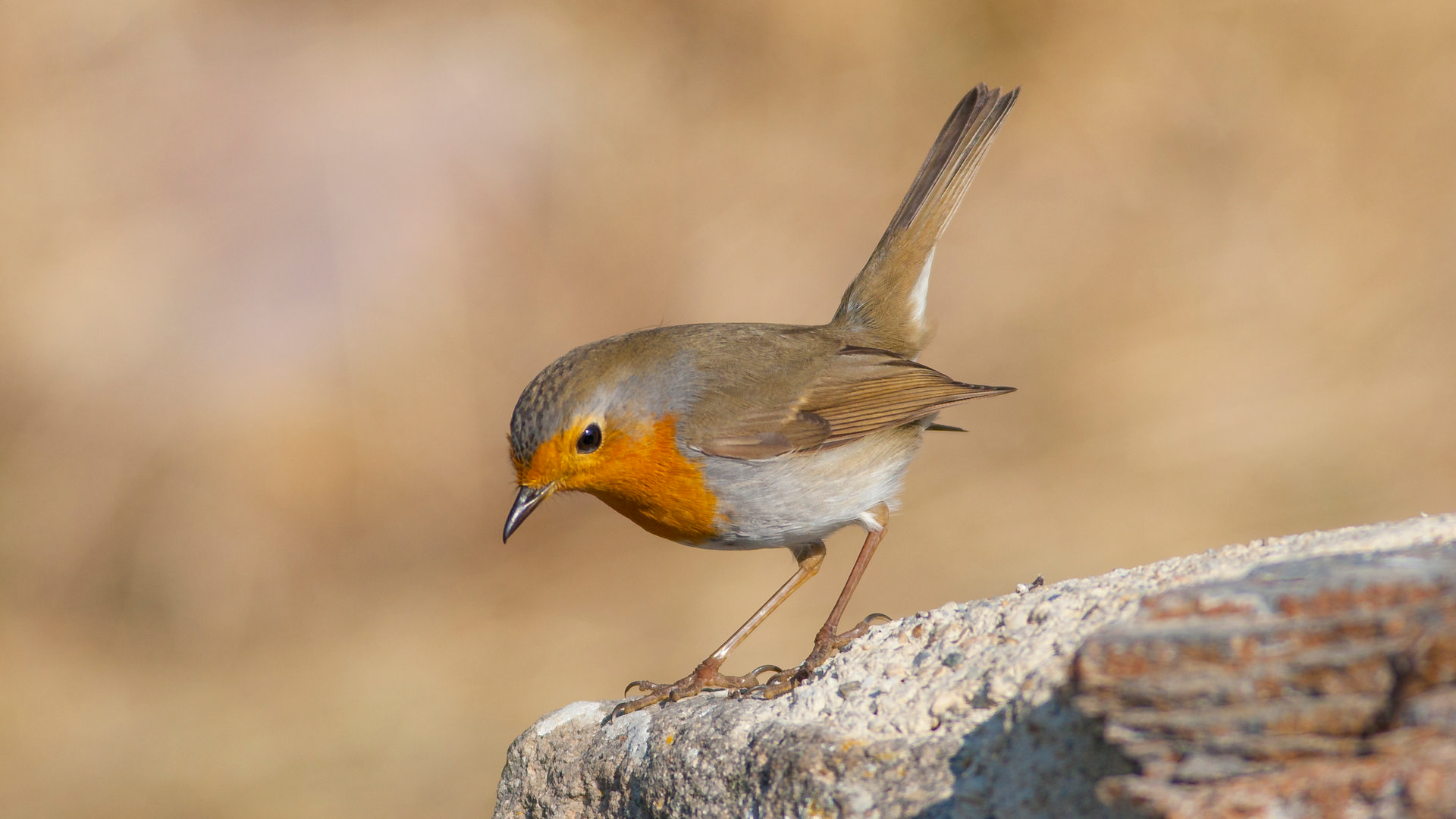 Koruma altındaki Kızıl Gerdan kuşunu avlayan kişiye ceza...