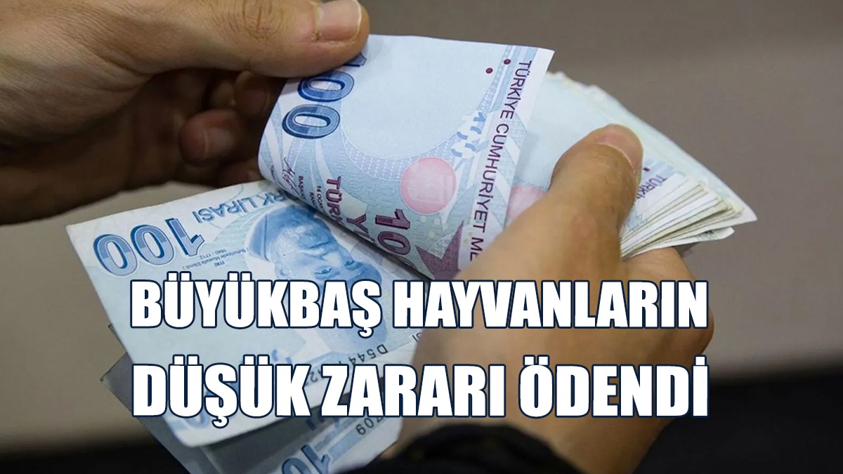 Büyükbaş Hayvanların Düşük Zararı Ödendi