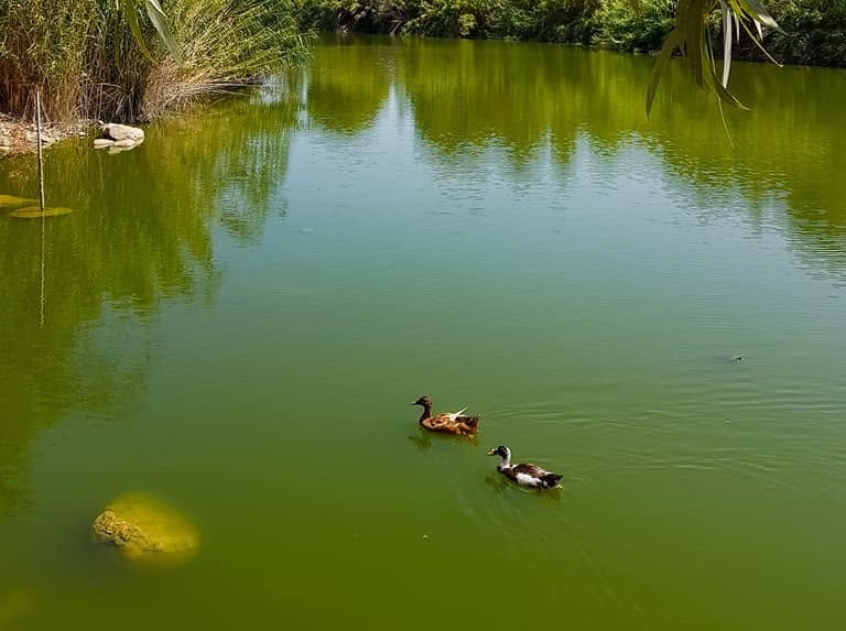 Güney Lefkoşa’daki Athalassa Parkı’nda kuş gribi alarmı