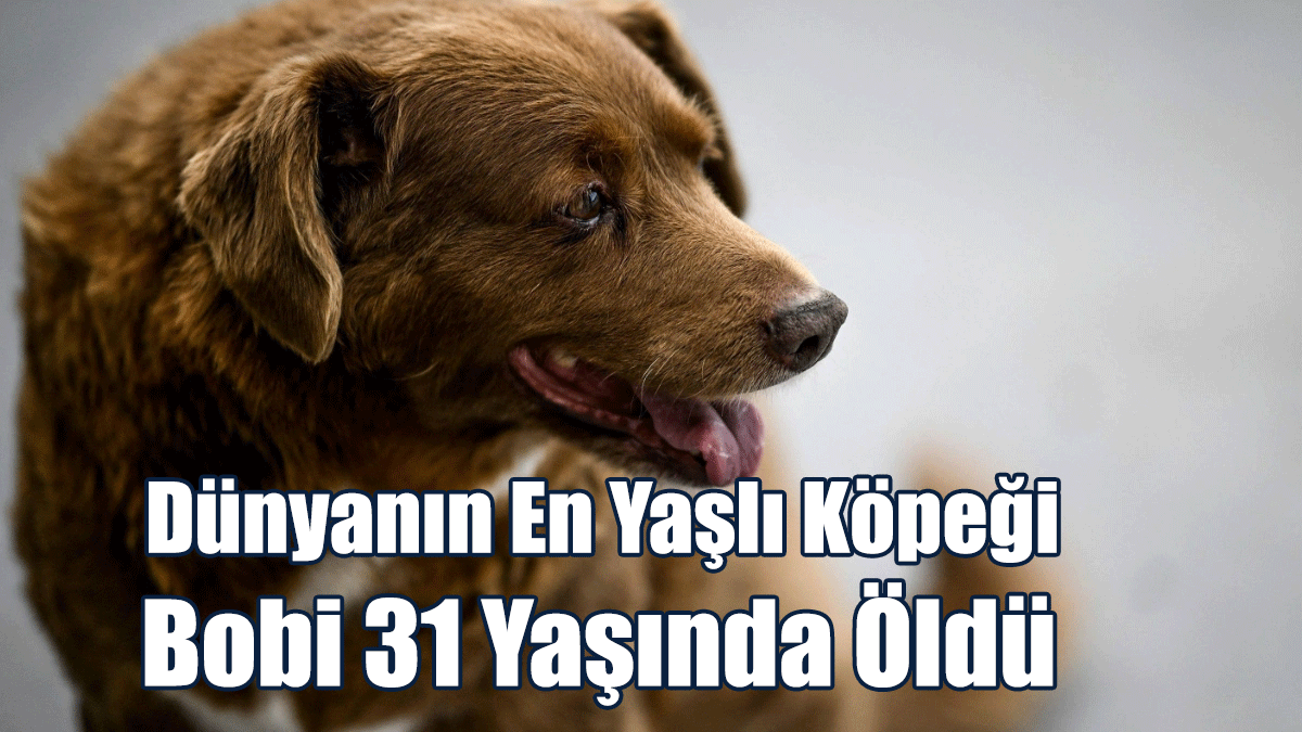 Dünyanın En Yaşlı Köpeği Bobi 31 Yaşında Öldü