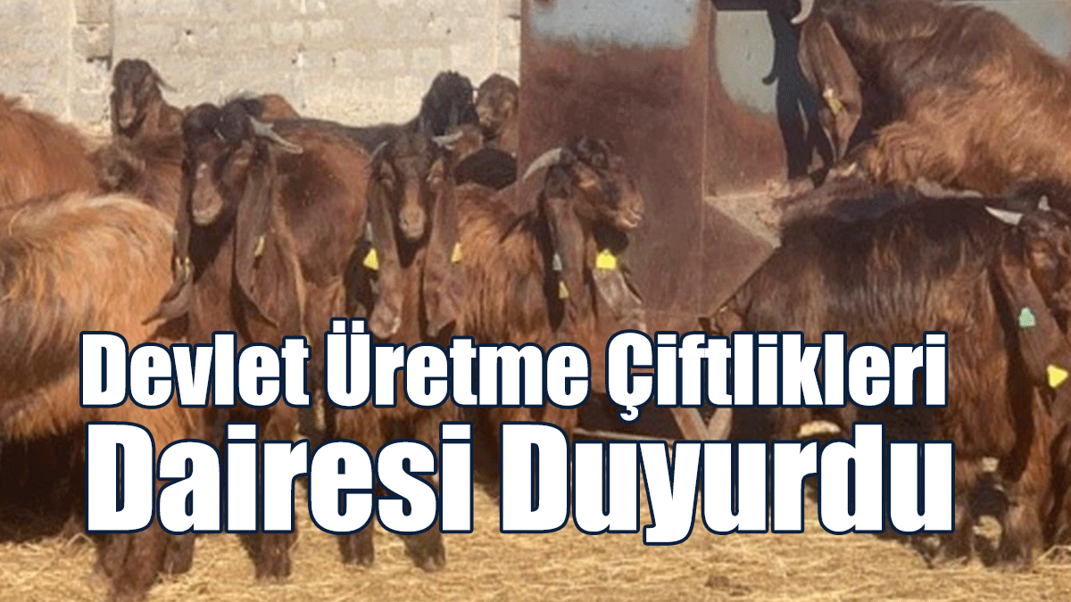 DÜÇ'te 25 Baş Kasaplık Oğlak Ve 10 Baş Kasaplık Keçi Satılıyor